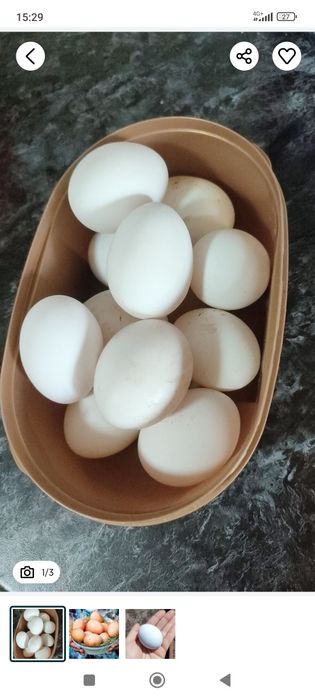 Продам курей порода Леггорн.