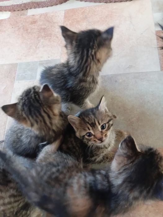 Домашние короткошорстные котята
