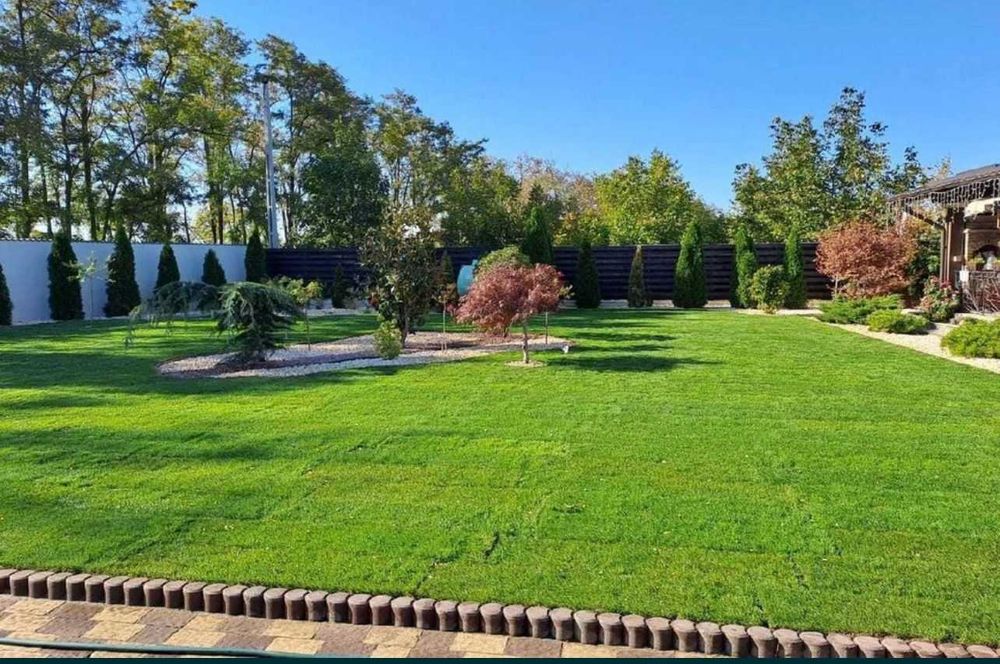 Gazon  rulou  plante decorative