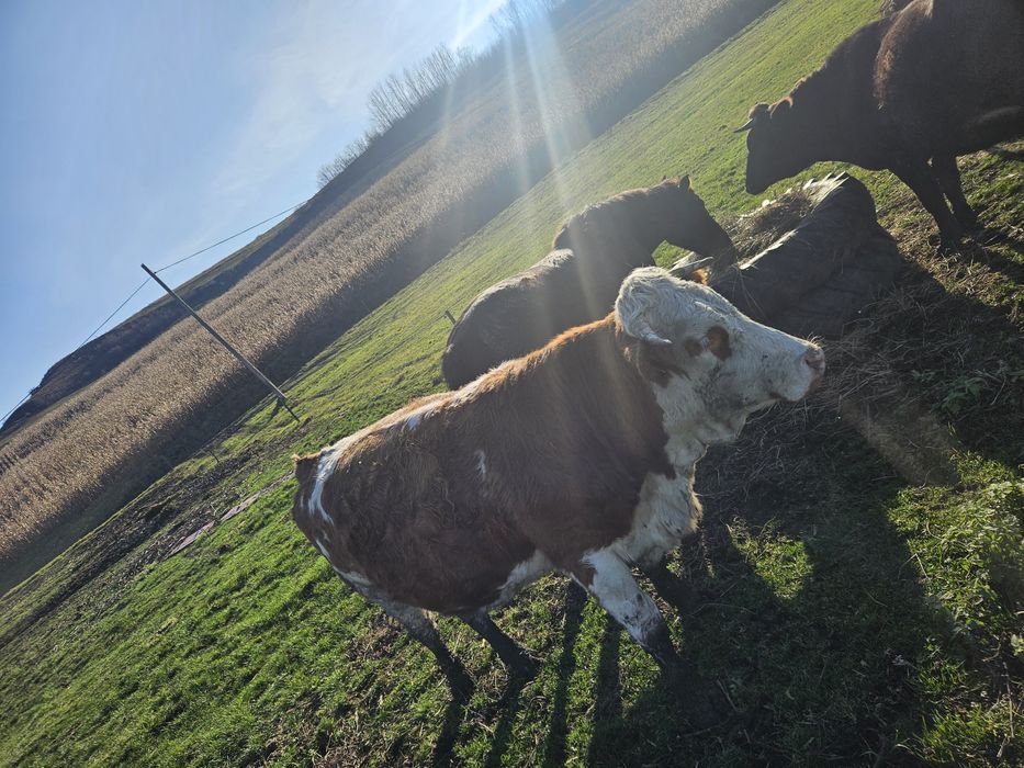 Juninca bălțată romanească