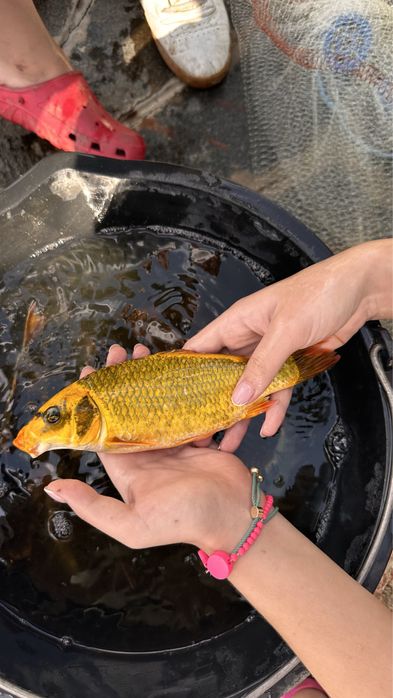 Японские Карпы Кои