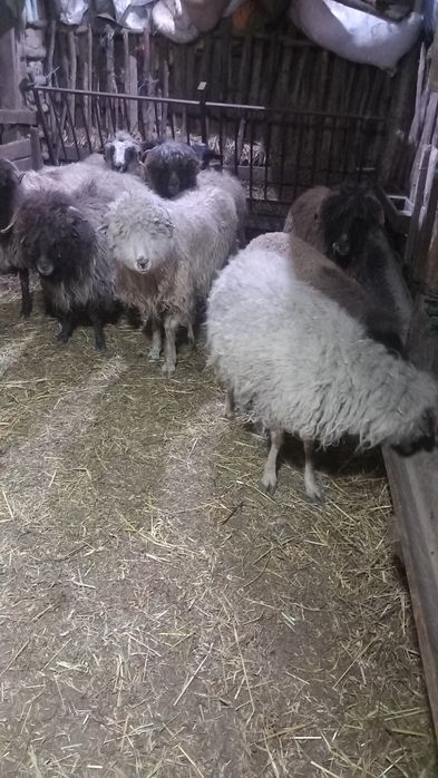 Vând 8 oiiiiiiiiiii