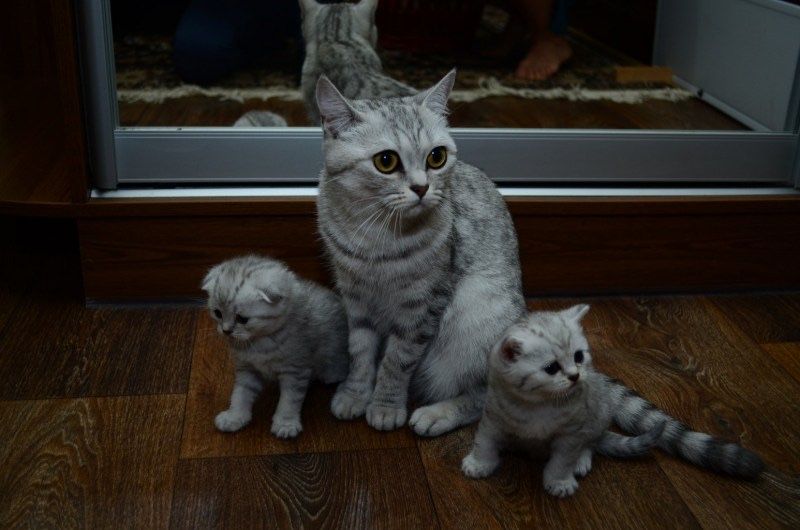 вислоушки котята