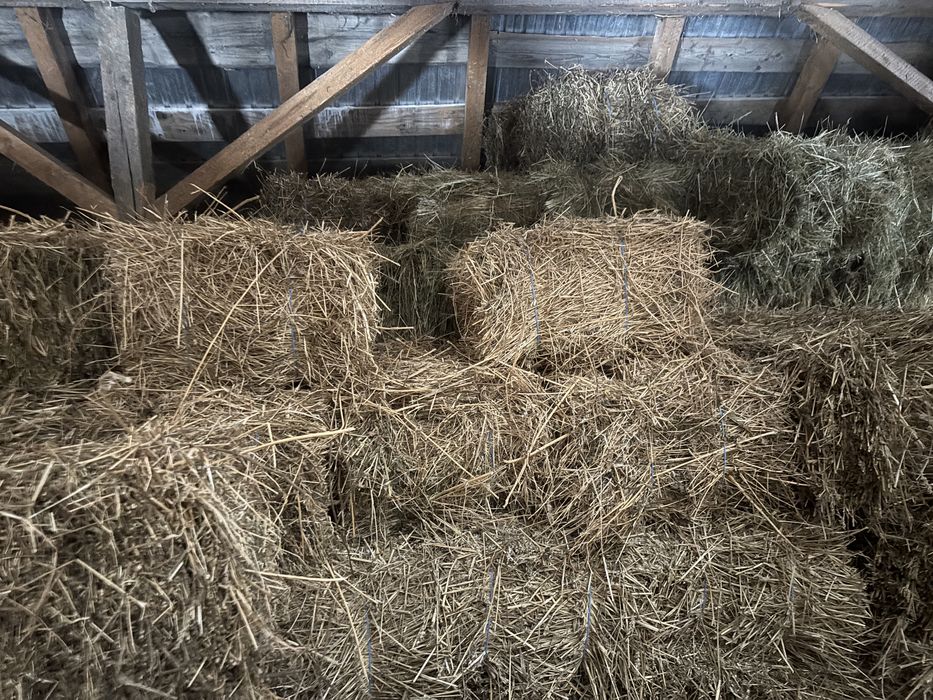 Vand baloti fan si lucerna