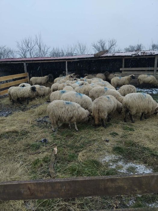 Vand 60 oi tinere miori si strămiori de 3 și 4 miei