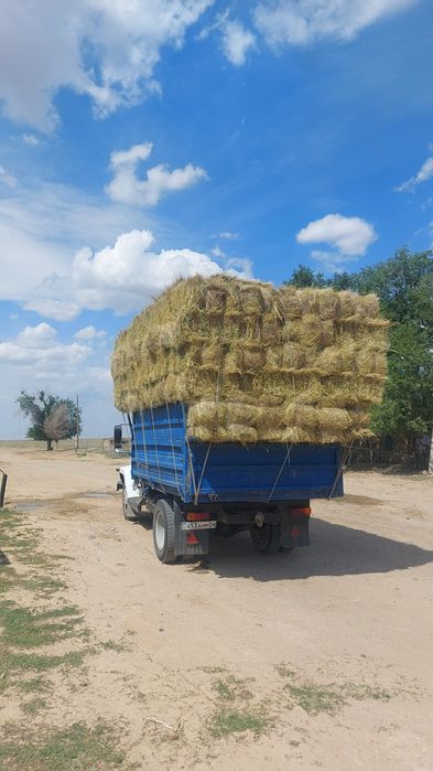 Шоп ( Сено ) 800тг