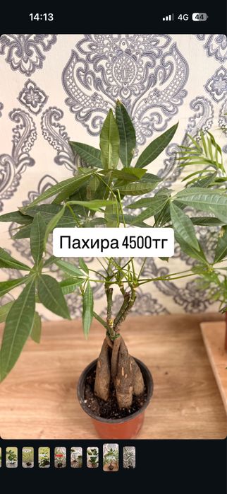 Домашние растение кросивые