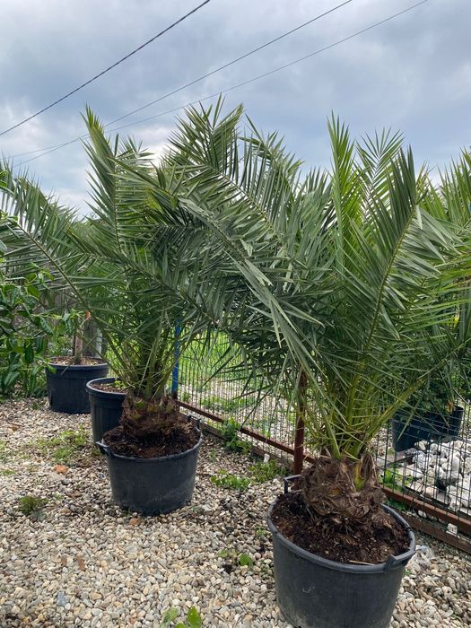 Plante exotice ,rezistente la ger