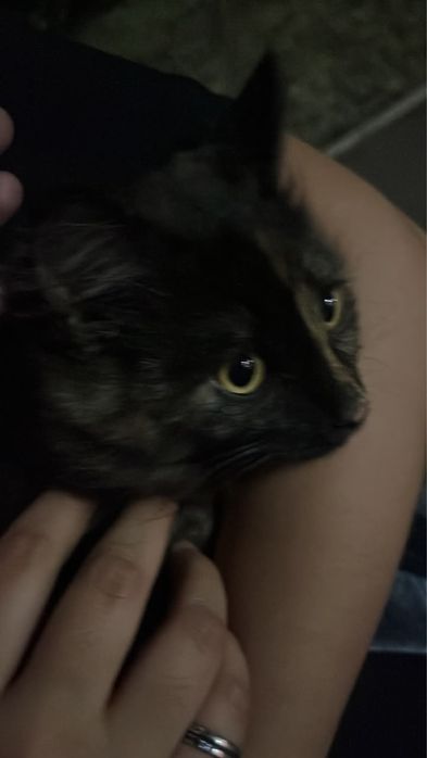 В добрые руки,котенок