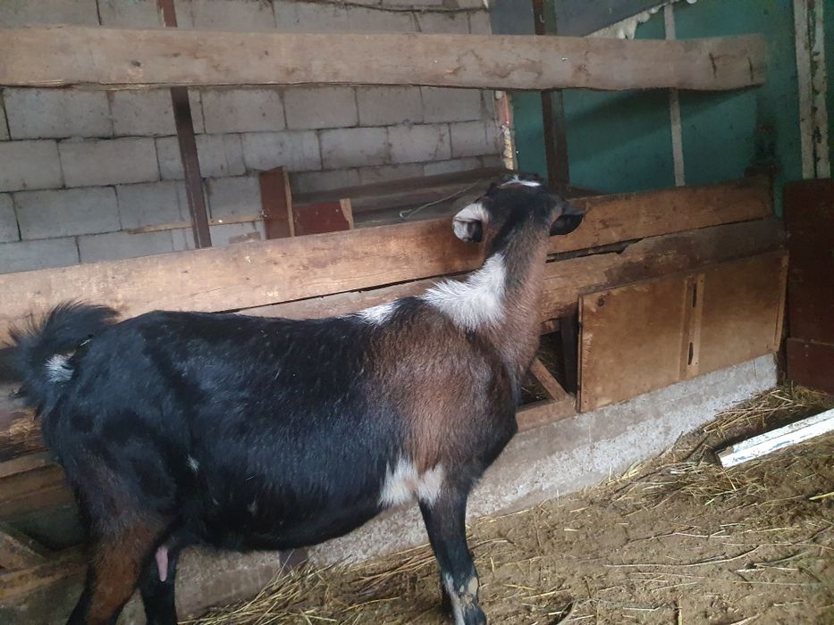 Продаю породистых коз