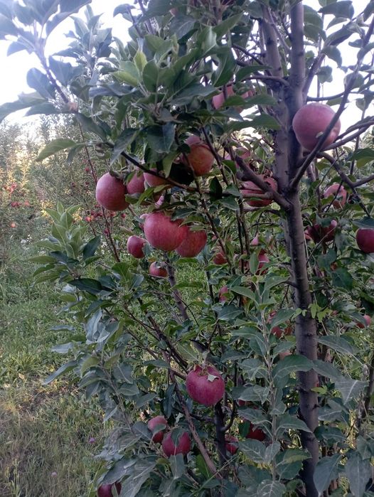 Продам яблоки с сада