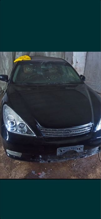 Костоправ маляр