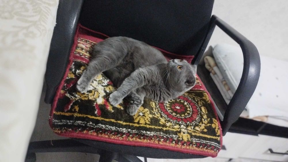 Кошка для дома британской породы