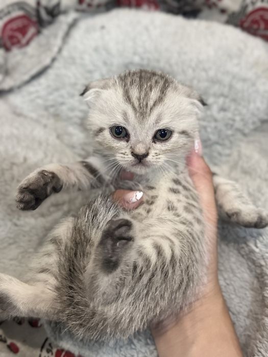 продаю породистых котят