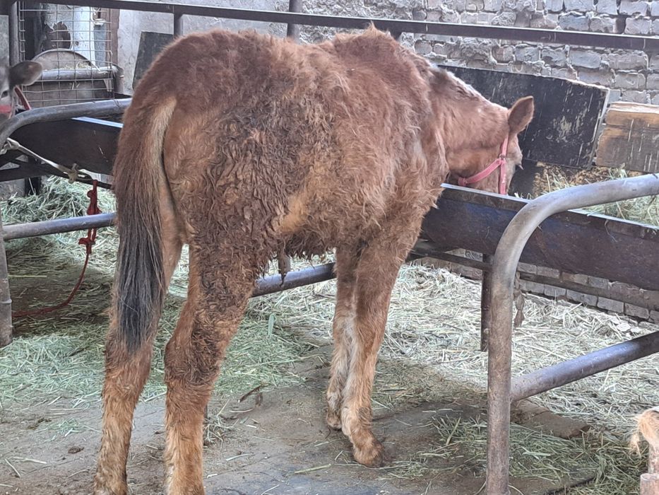 Продам Тай Жабагы Айгыр Лошадь