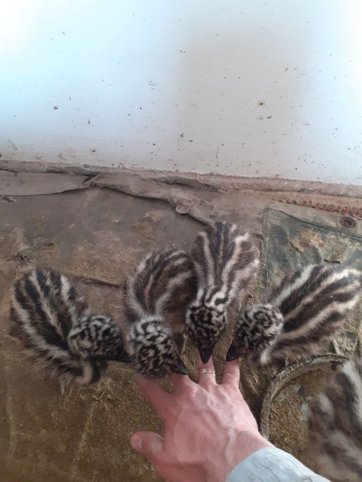 Struti emu  și african de vânzare