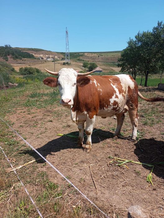 Juninci la prima fatare bine intretinute, blande, cu sau fara vitei