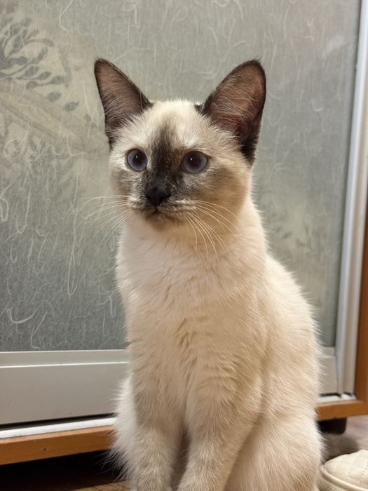 Отдам кошку 6 месяцев