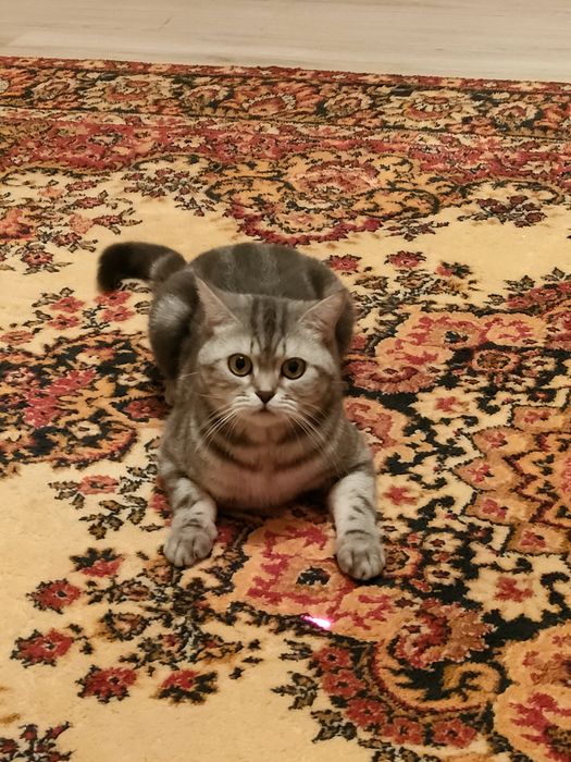 Отдам кошку в добрые руки