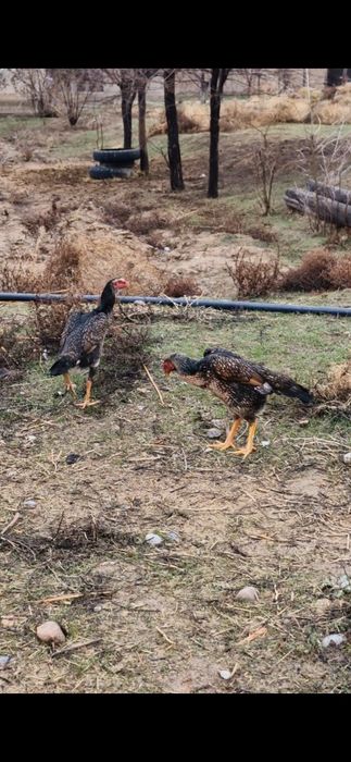 Шамо таза линиядан