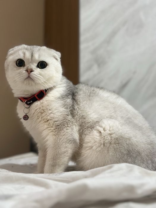 Viyazka!!! Erkak mushuk