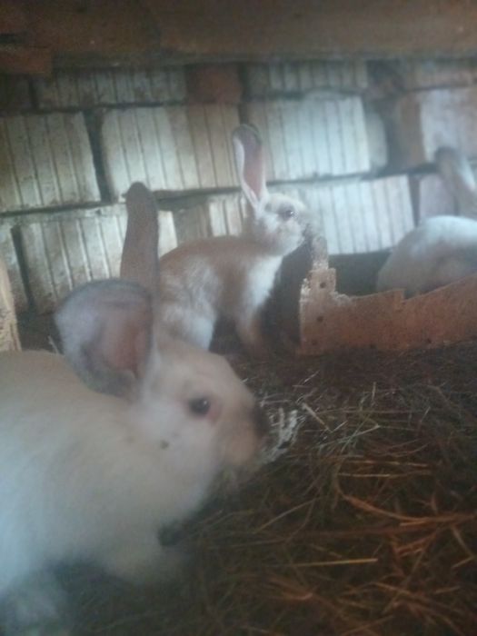 Vând iepuri secuiești 80 de lei bucata.Nr tel 0792489520.