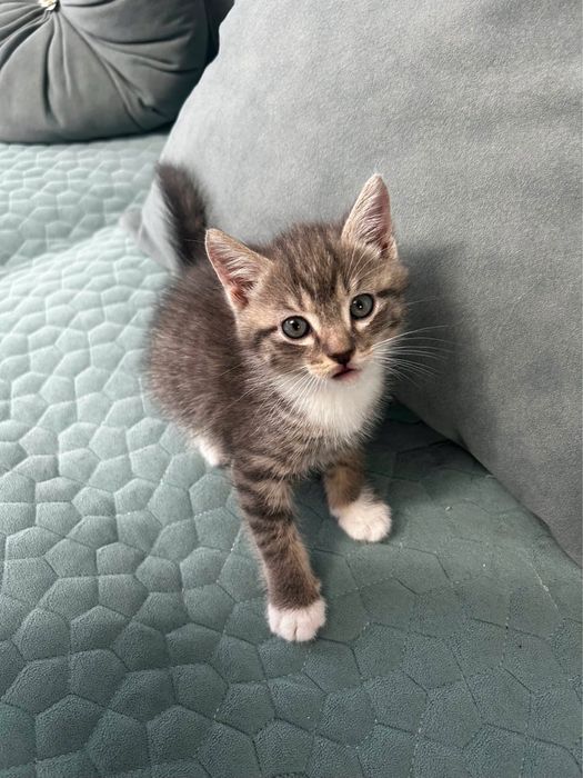 Отдам котят в добрые ручки