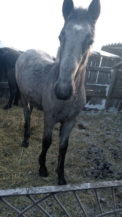 Продам трех лошадей