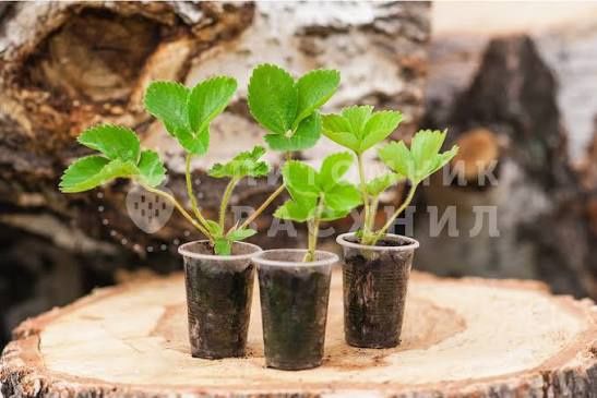 Рассада клубники Виктория!