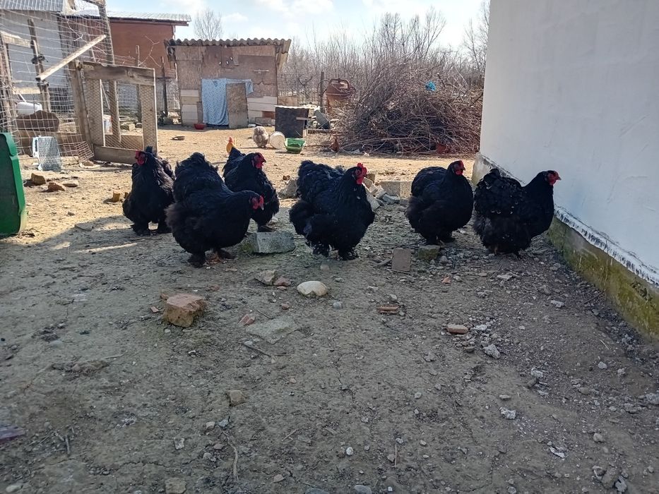 Vand oua cochinchina urias