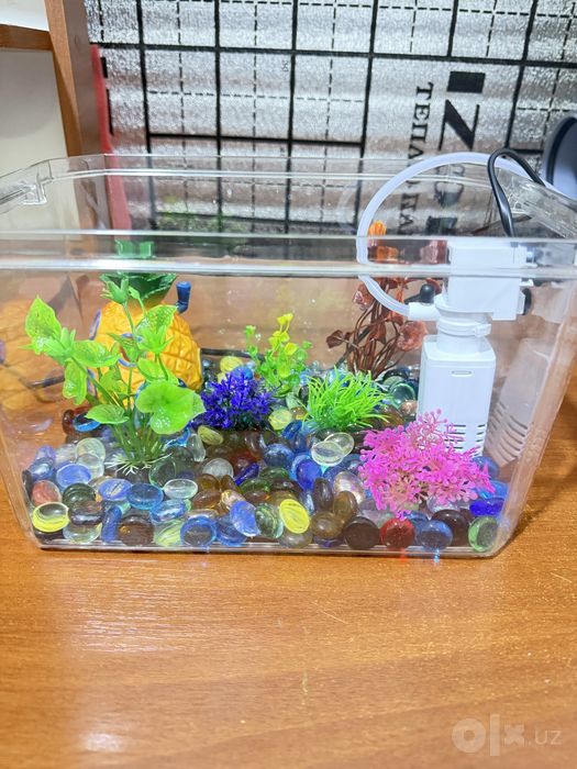 AKVARIUM — hammasi birda