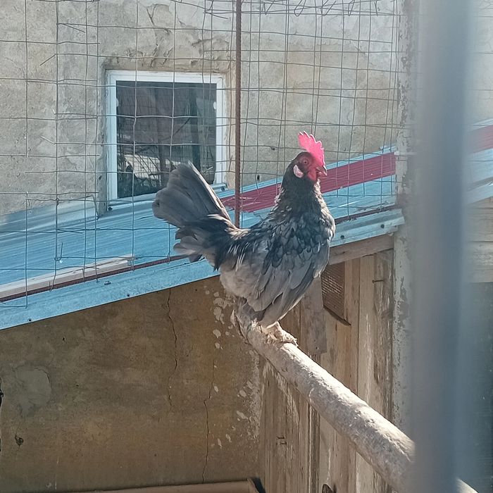 Gainusi pitici și cocosi