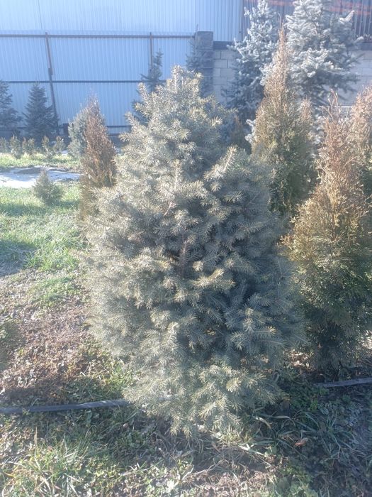 ЕЛЬ Шренка метровые