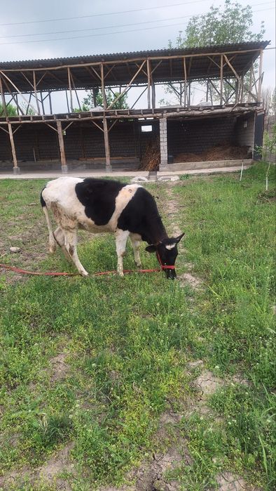 G'unajin sotiladi. 1 qoringa bo'g'oz, xudo xoxlasa.