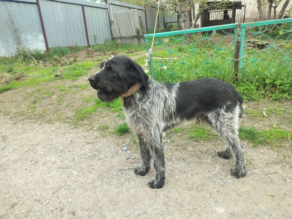 Продается годовалый кобель Дратхаара.