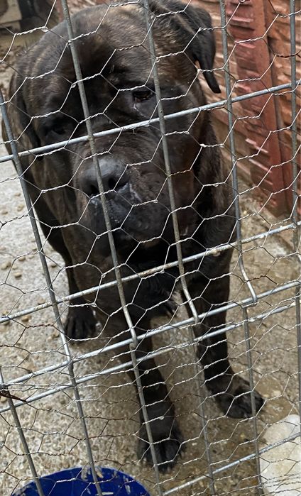 Donez caine Cane Corso