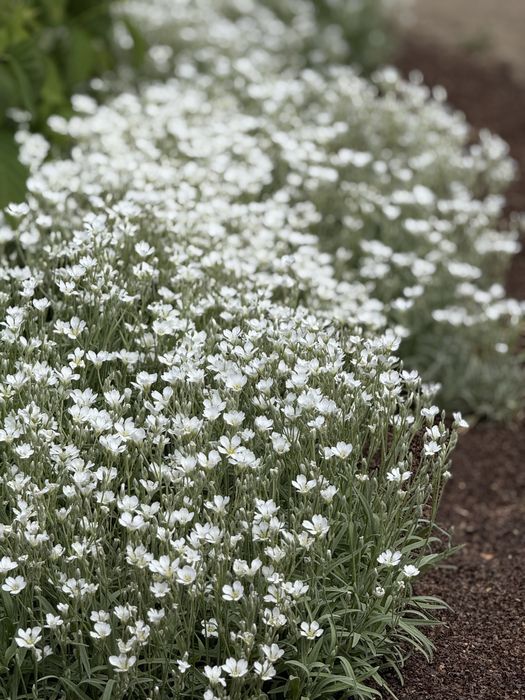 Многолетие цветы и кустарники