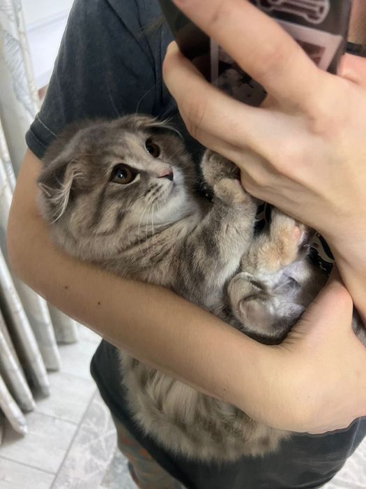 Котенок котенок котенок