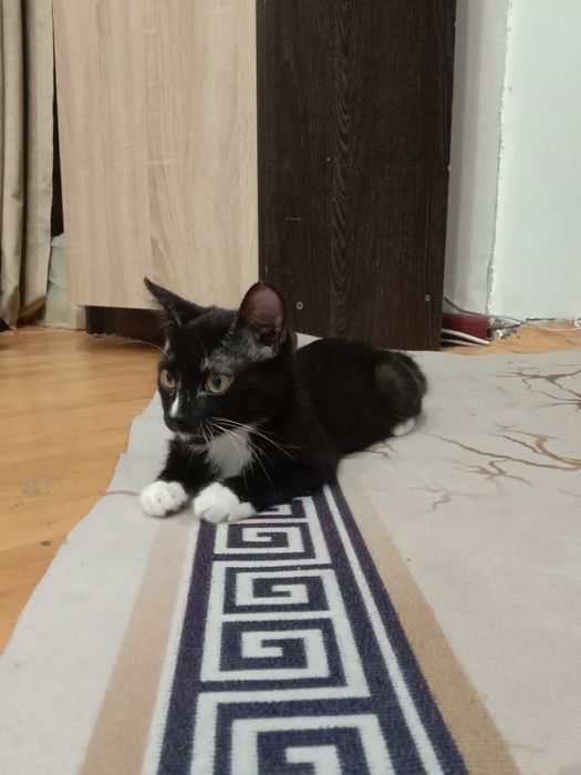 Отдам в хорошие руки