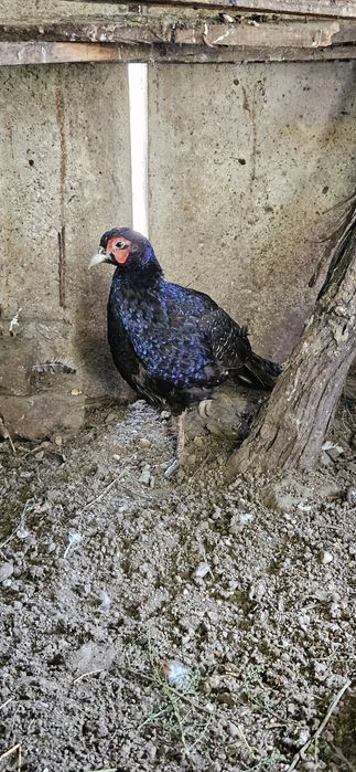 Vând fazan mascul tenebros