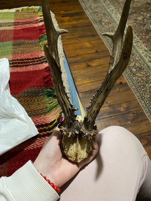 Рога от сръндак,с част от черепа 30 €
