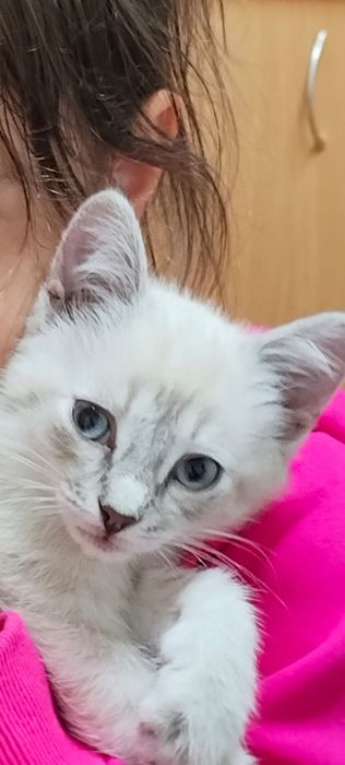 Отдам кошку в хорошие руки