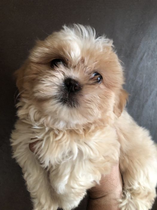 Catelusa shih tzu 2 luni