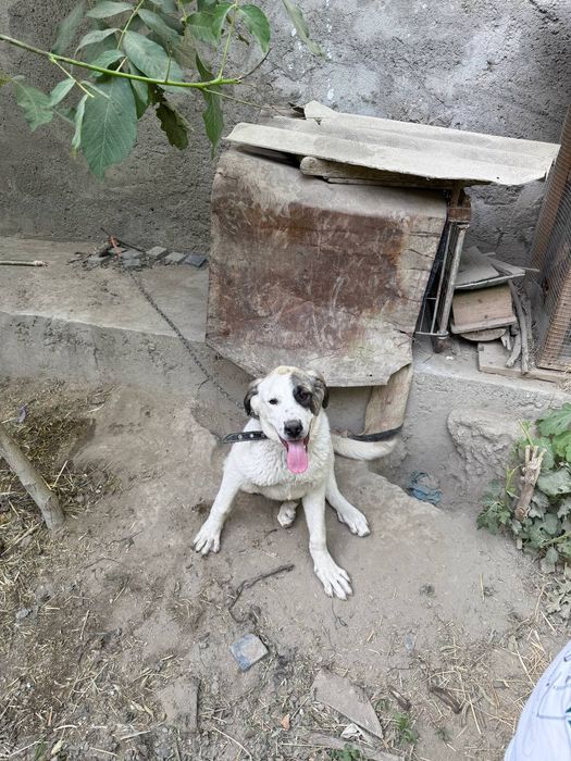 Kuchuk zotdor alabay