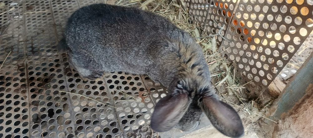 Кролики и крольчата