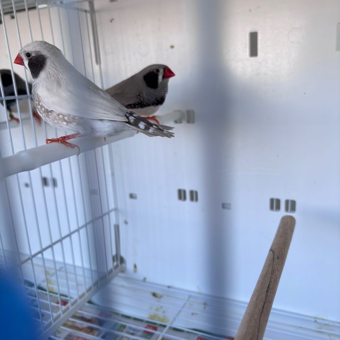 Зеброви амадини джъмбо редки цветове