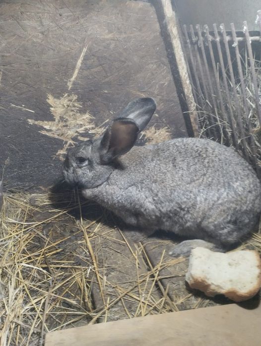Кролики крупных пород