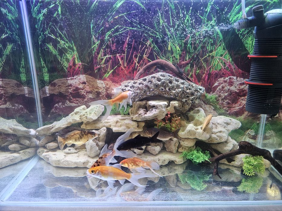 Продаются кометы,молинезия