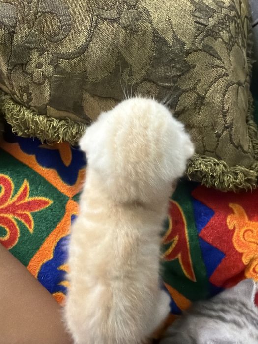 шотлалский вислоухий котенок