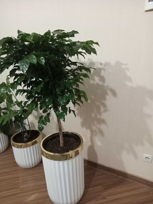 Цветы для дома и оффиса в идиальном состоянии с гаршком